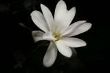 Magnolia stellata RCP3-09 284.jpg